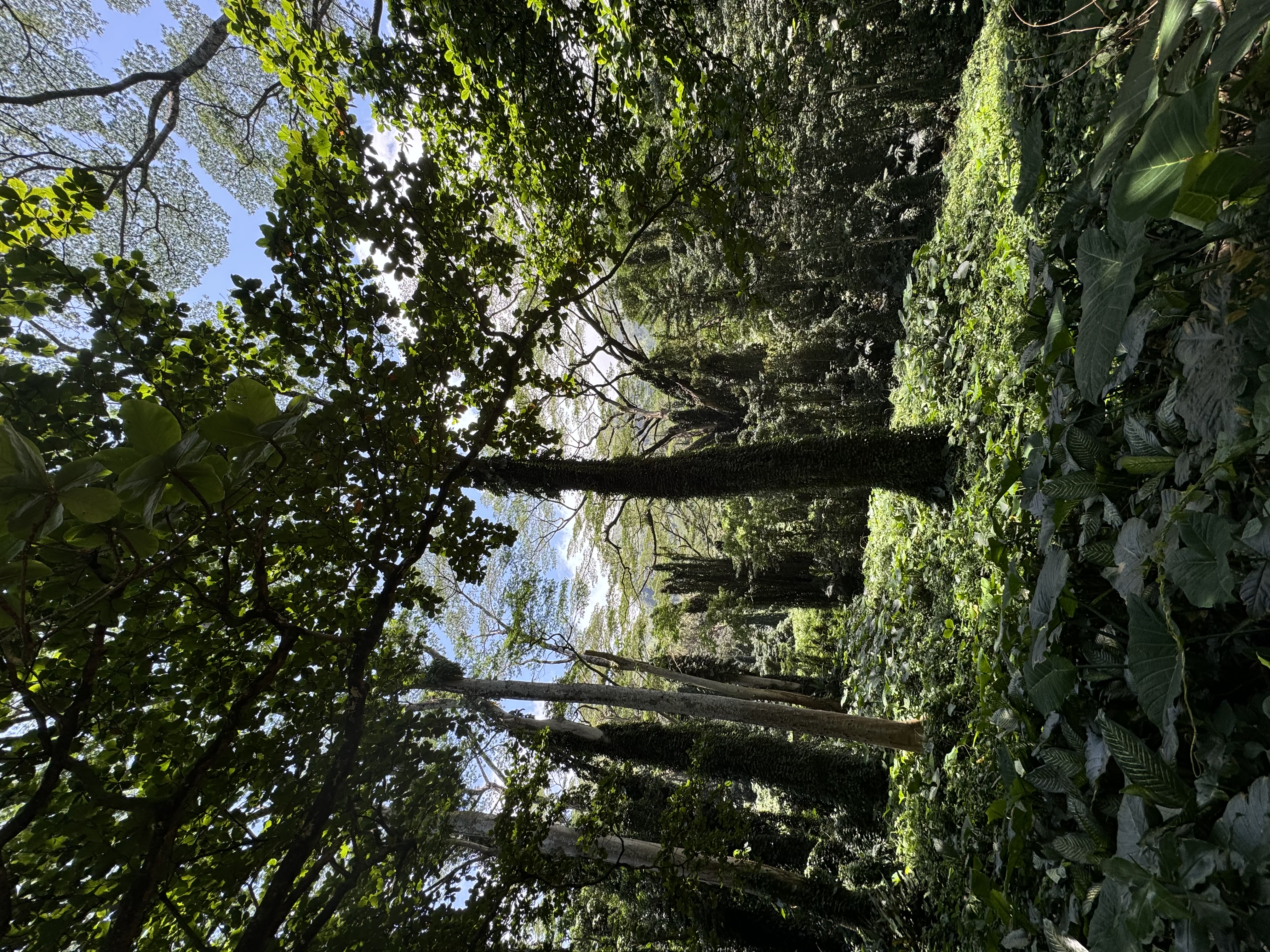 Backpacking in nature